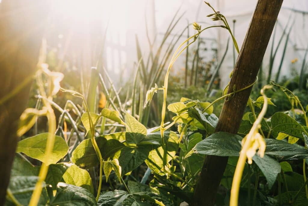 permaculture