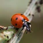 larve de coccinelle