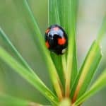 coccinelle noire