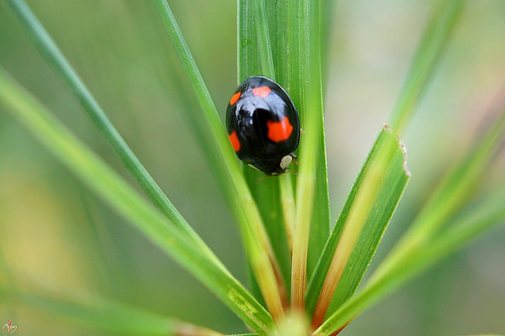 coccinelle noire