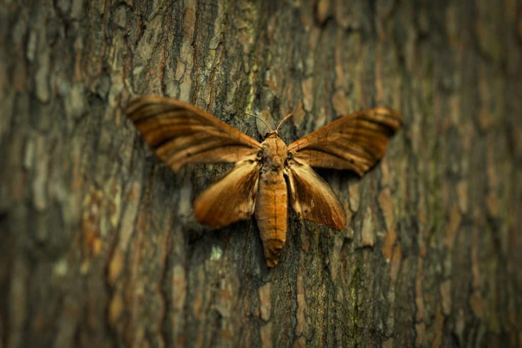 chenille dans la maison