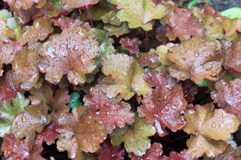 heuchera