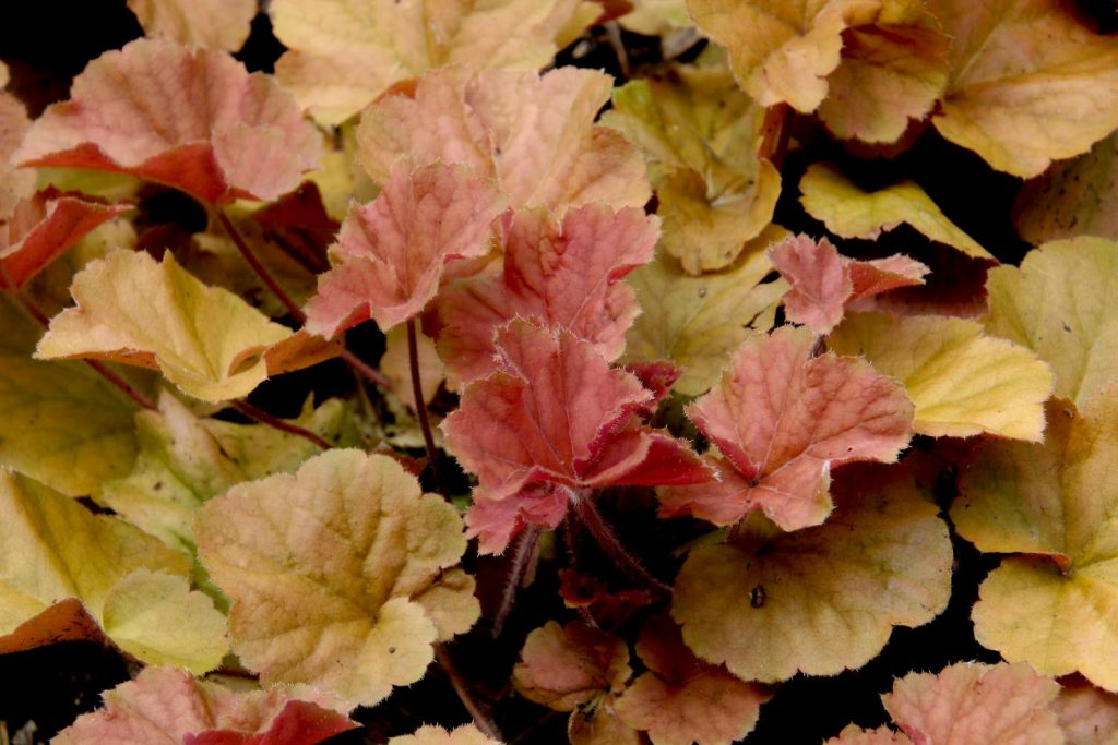 heuchera