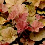 heuchera