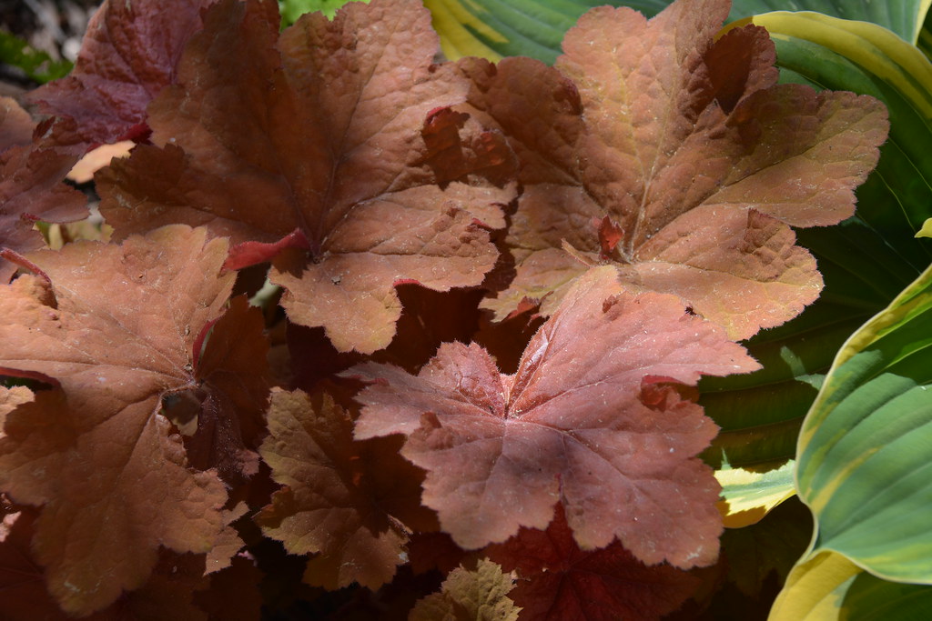 heuchera