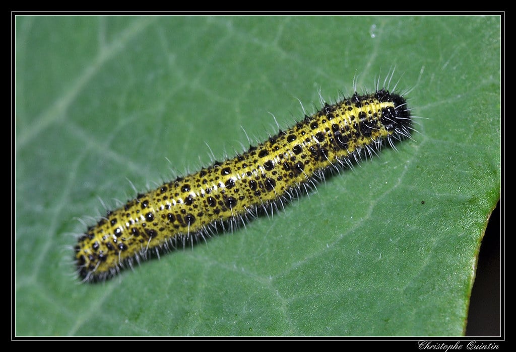 traitement naturel chenille du chou