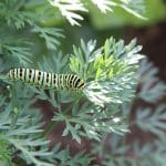 traitement naturel chenille du chou