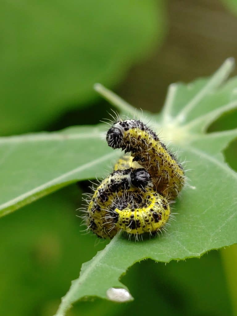 traitement naturel chenille du chou