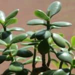 faire fleurir arbre de jade