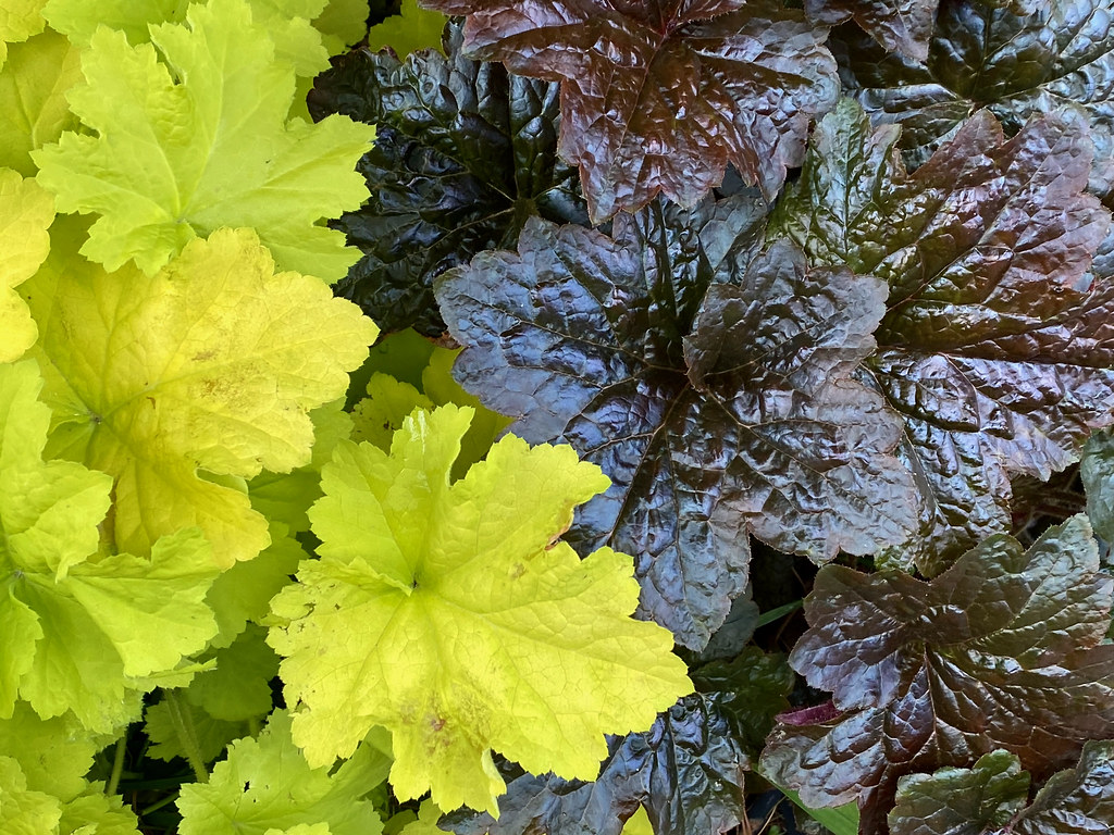 heuchera