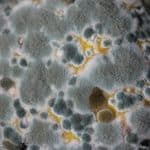 pont thermique moisissure