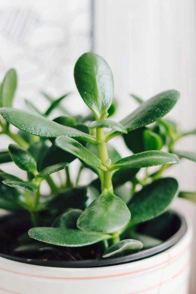 crassula