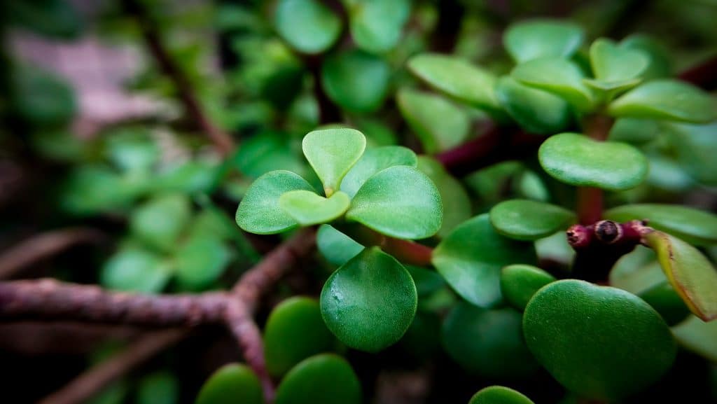 arbre de jade bienfaits