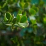 arbre de jade bienfaits