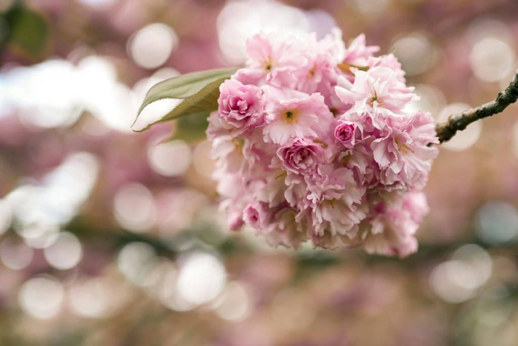 Prunus serrulata