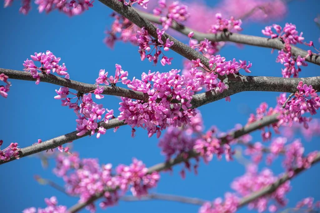 arbre de judee
