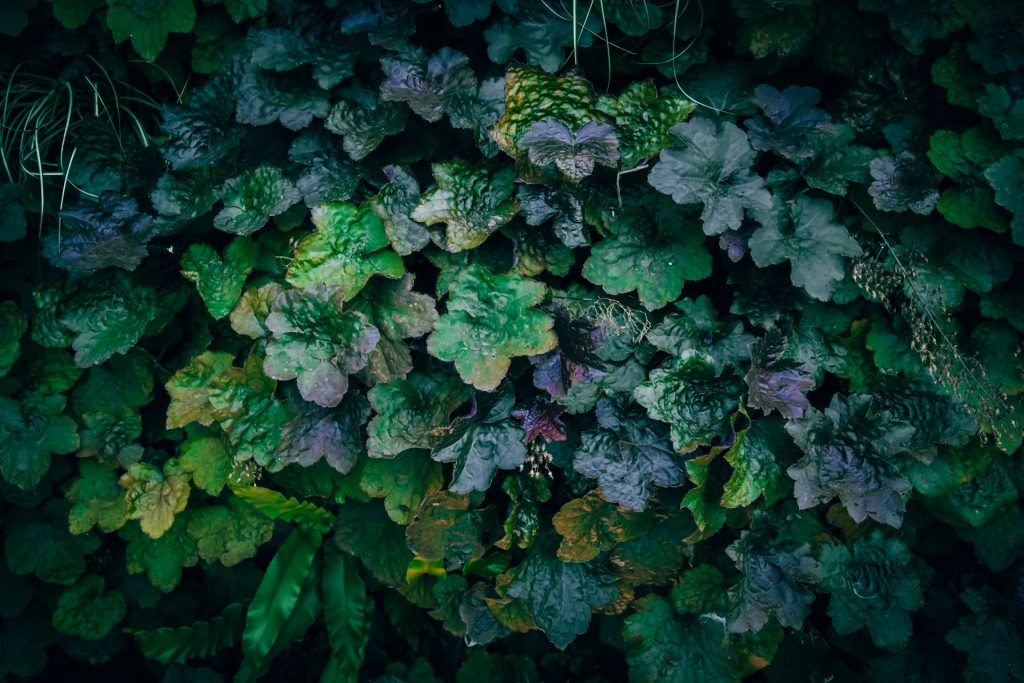 heuchera