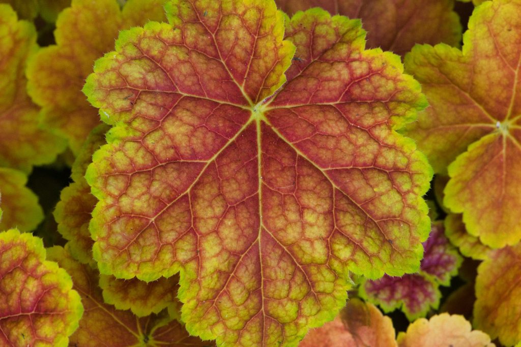 heuchera