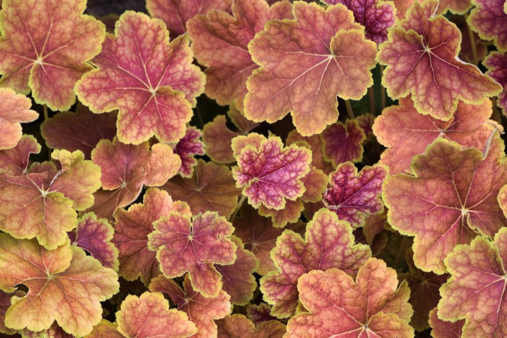 heuchera