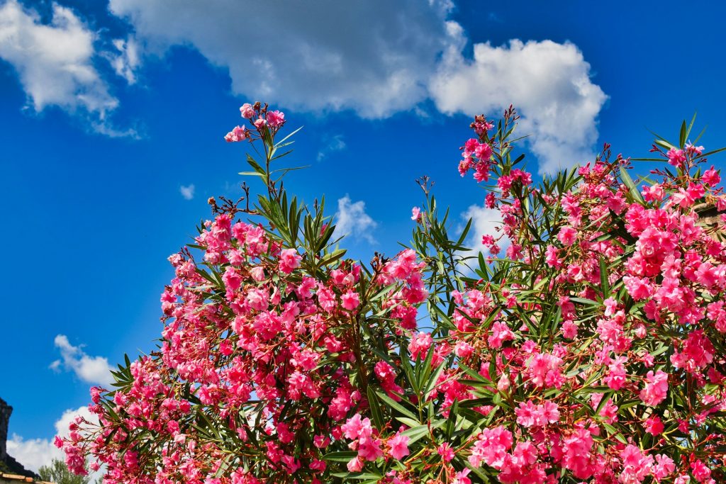 aménager un massif de jardin