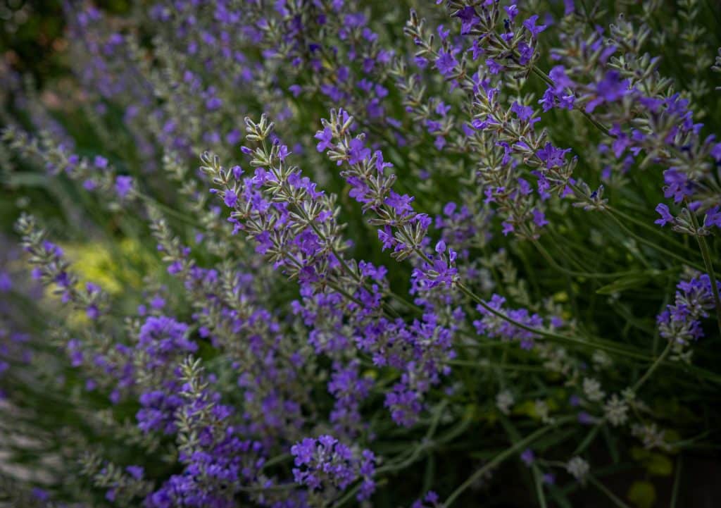 aménager un massif de jardin