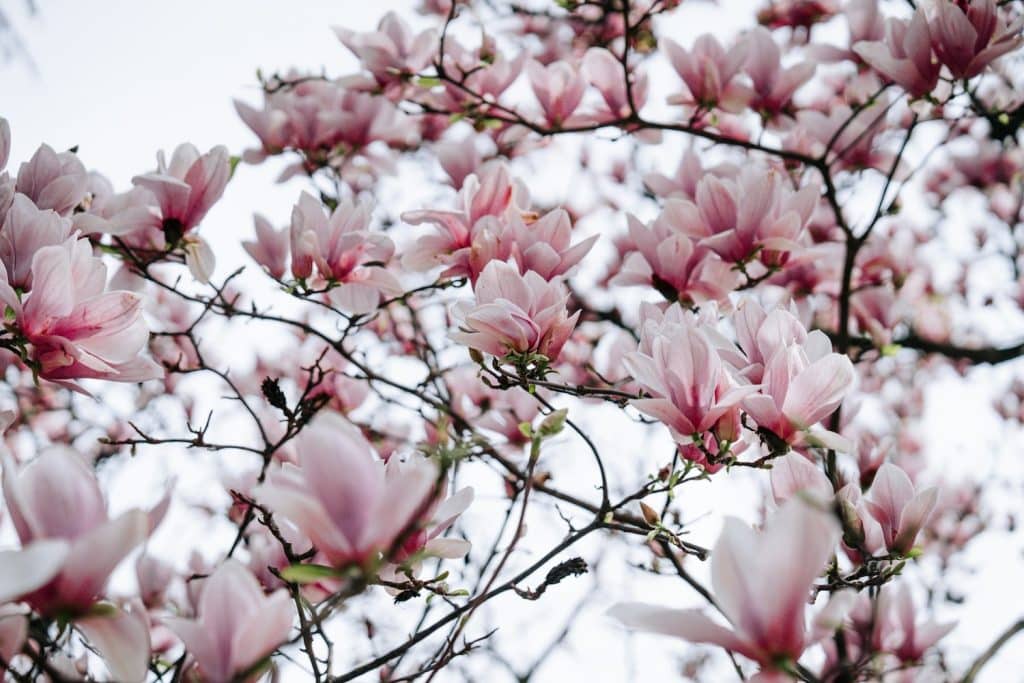 arbre à fleurs roses