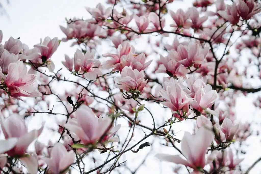 arbre à fleurs roses