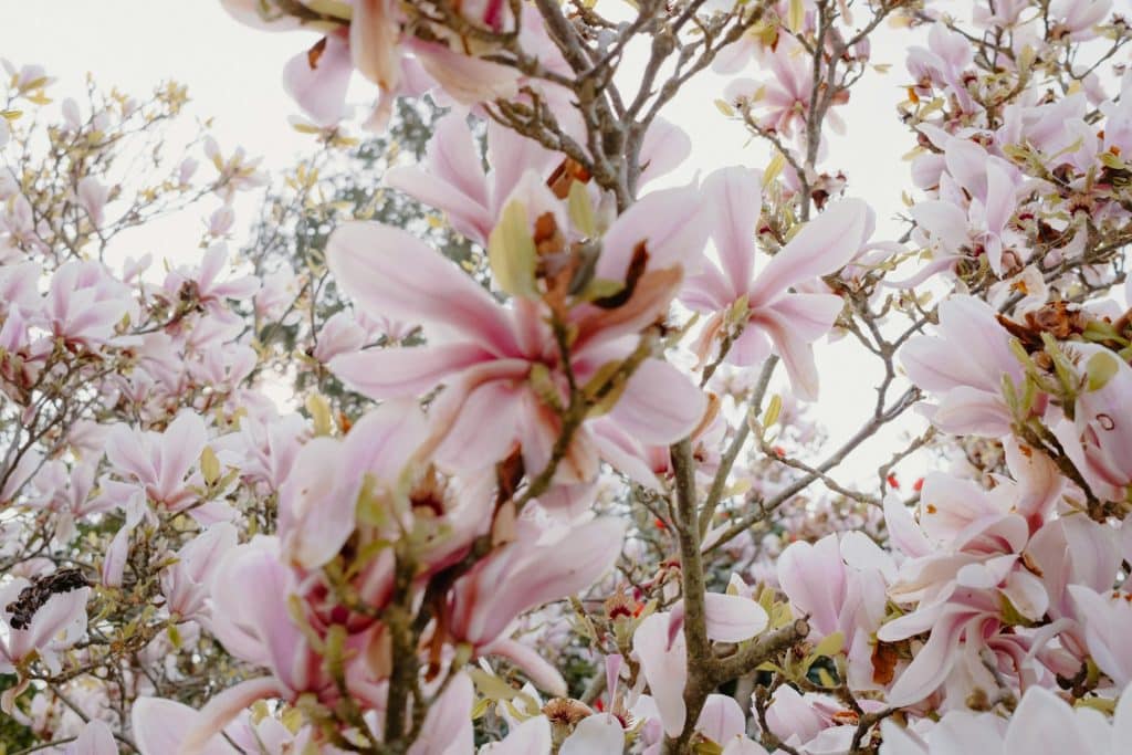 magnolia