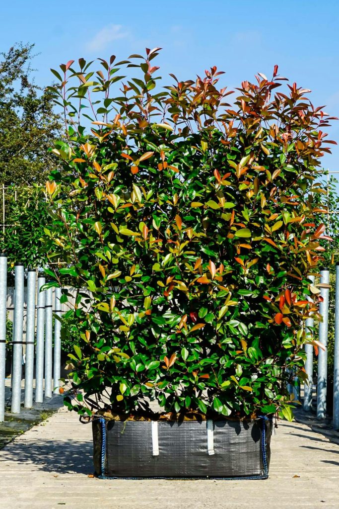 plantes