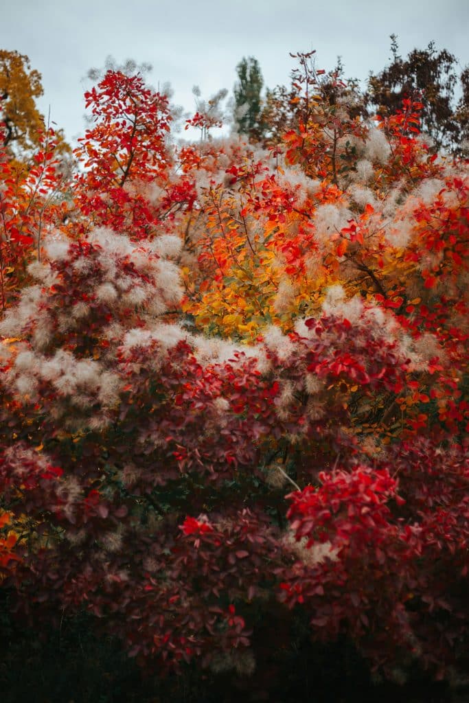 plantes