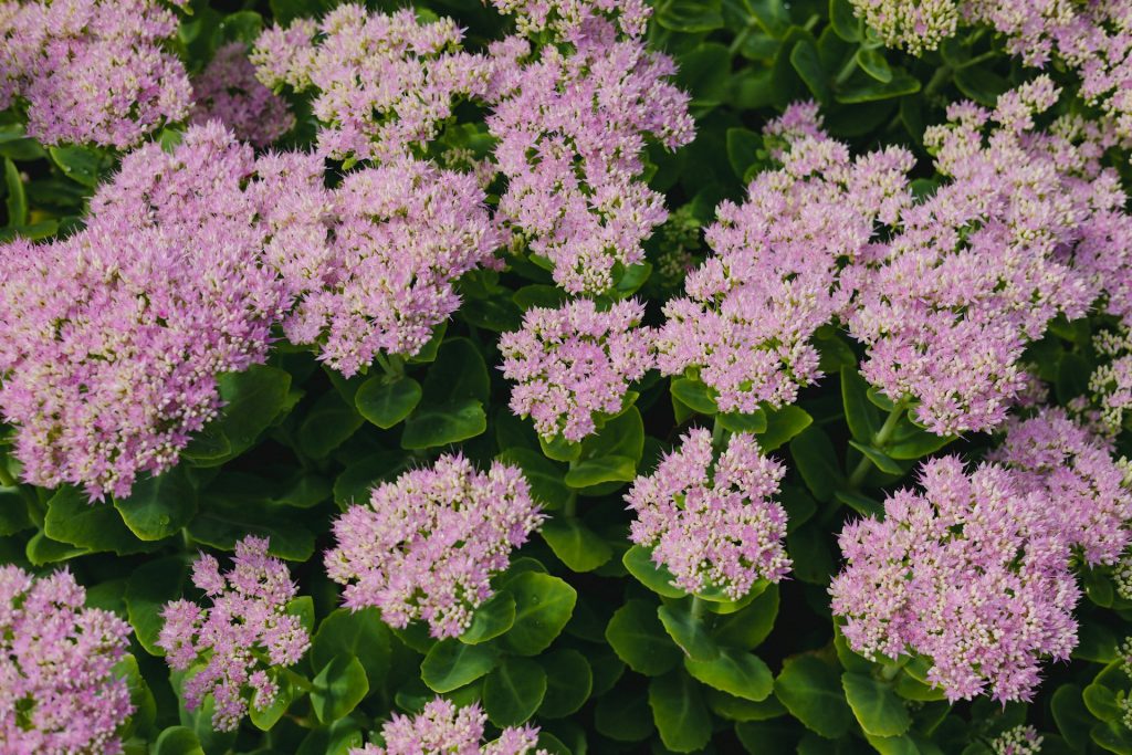 plantes