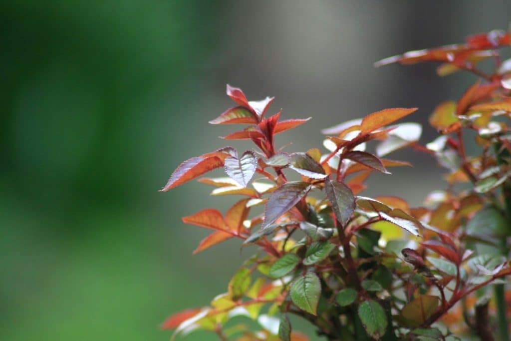 plantes feuillage rouge