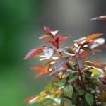 plantes feuillage rouge