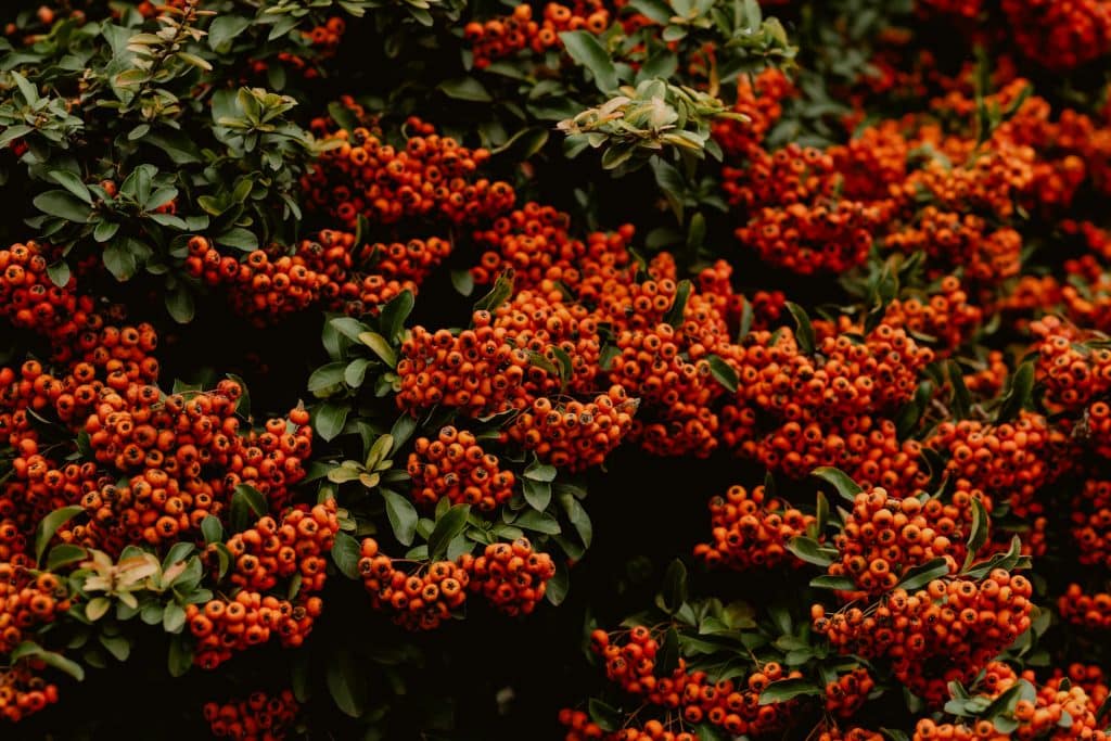 pyracantha 