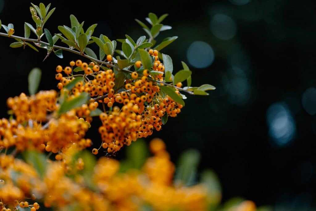 pyracantha 