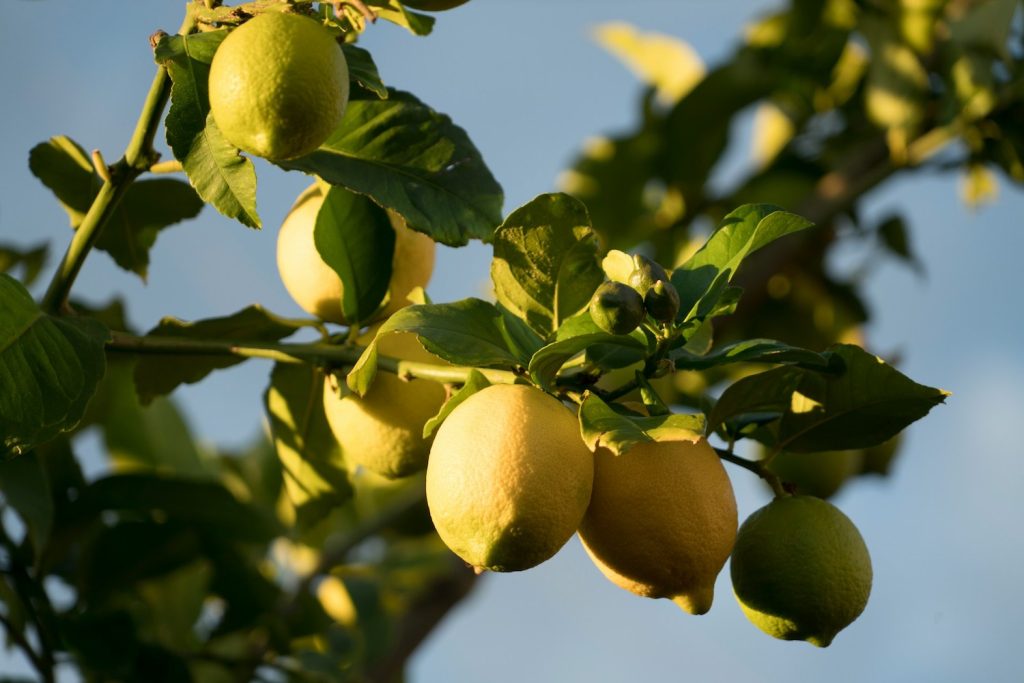 récolter les citrons