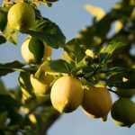 récolter les citrons
